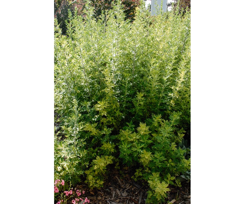 Oriental Limelight Sage